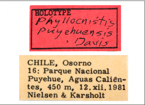 /filer/webapps/moths_gc/media/images/P/puyehuensis_Phyllocnistis_HT_ZMUC_Labels.jpg