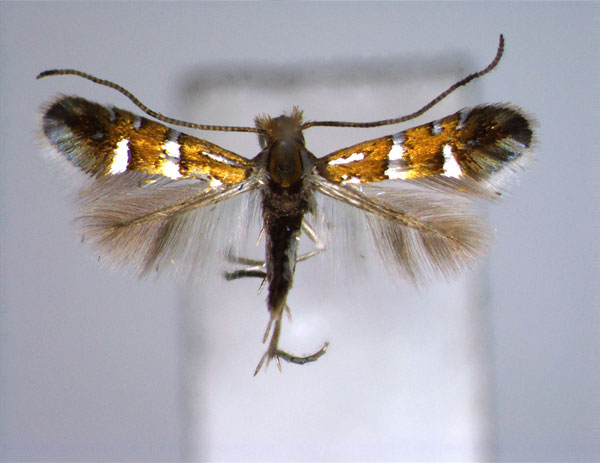 /filer/webapps/moths_gc/media/images/P/pygmaea_Phyllonorycter_A_EIHU.jpg
