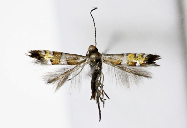 /filer/webapps/moths_gc/media/images/P/pygmaea_Phyllonorycter_A_Kim-et-Byun_2017_1382.jpg