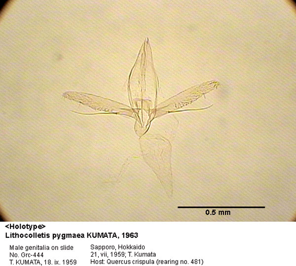 /filer/webapps/moths_gc/media/images/P/pygmaea_Phyllonorycter_GM_HT_444_EIHU.jpg