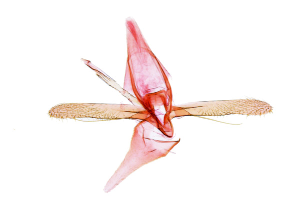 /filer/webapps/moths_gc/media/images/P/pygmaea_Phyllonorycter_GM_Kim-et-Byun_2017_1384.jpg