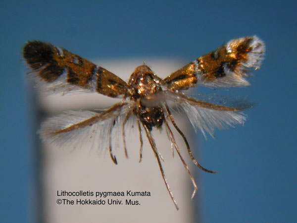 /filer/webapps/moths_gc/media/images/P/pygmaea_Phyllonorycter_HT_EIHU.jpg