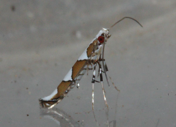 /filer/webapps/moths_gc/media/images/P/pyramidota_Dialectica_Triberti-etal_2024_33.jpg