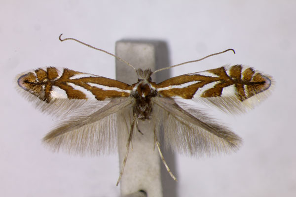 /filer/webapps/moths_gc/media/images/P/pyrifoliella_Phyllonorycter_A_BMNH.jpg
