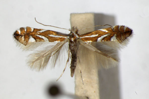 /filer/webapps/moths_gc/media/images/P/pyrifoliella_Phyllonorycter_A_ZSM_2.jpg