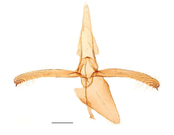 /filer/webapps/moths_gc/media/images/P/pyrifoliella_Phyllonorycter_GM_Kirichenko-et-al_2017_7.jpg