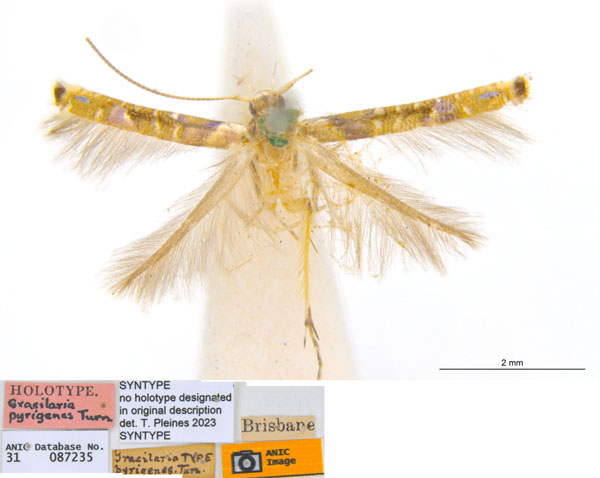/filer/webapps/moths_gc/media/images/P/pyrigenes_Acrocercops_ST_ANIC.jpg