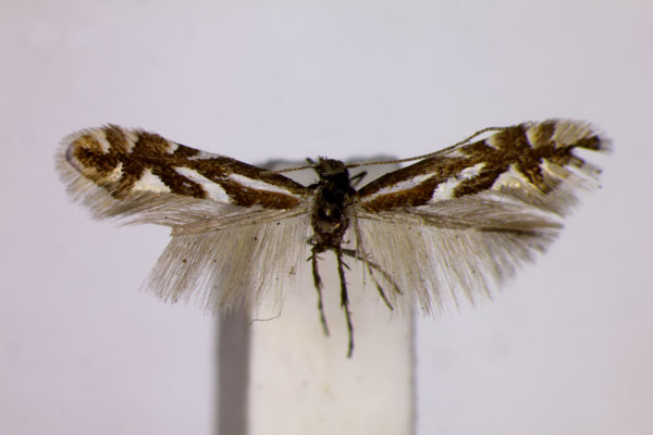 /filer/webapps/moths_gc/media/images/P/pyrivorella_Phyllonorycter_ST_BMNH.jpg