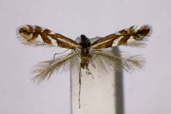 /filer/webapps/moths_gc/media/images/P/pyrivorella_Phyllonorycter_ST_BMNH_2.jpg