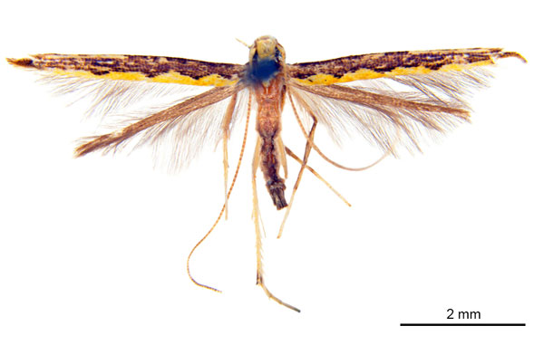 /filer/webapps/moths_gc/media/images/P/pyrochroma_Cuphodes_A_ANIC.jpg