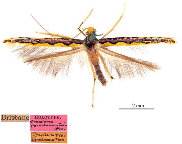 /filer/webapps/moths_gc/media/images/P/pyrochroma_Cuphodes_LT_ANIC.jpg