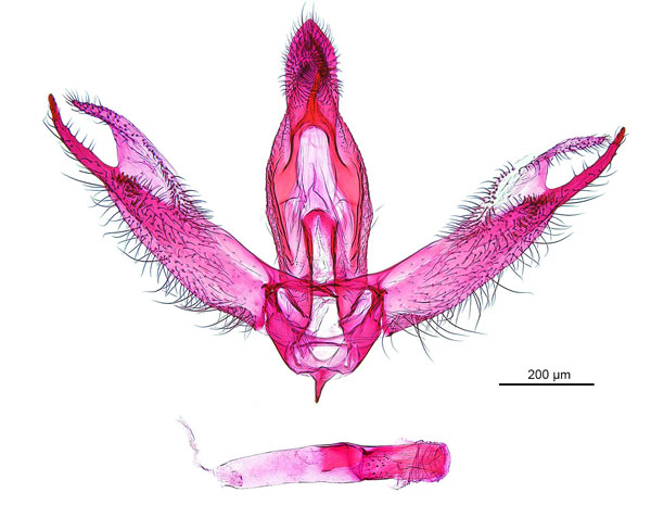 /filer/webapps/moths_gc/media/images/P/pyrochroma_Cuphodes_LT_GM_ANIC.jpg