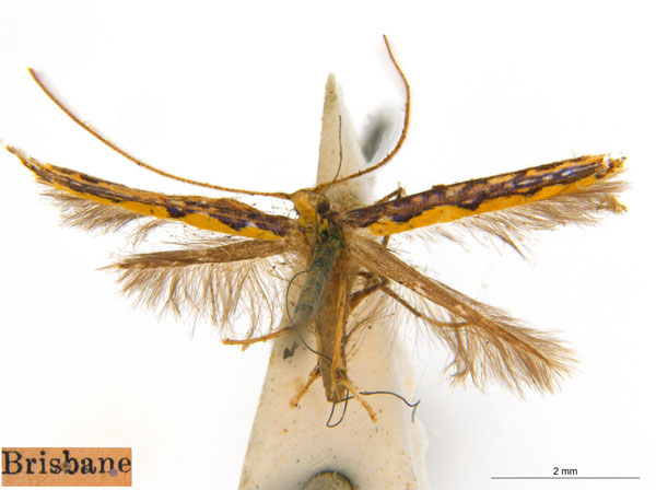 /filer/webapps/moths_gc/media/images/P/pyrochroma_Cuphodes_PLT_ANIC.jpg