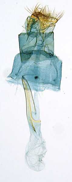 /filer/webapps/moths_gc/media/images/P/pyrochroma_Cuphodes_PLT_GF_ANIC.jpg
