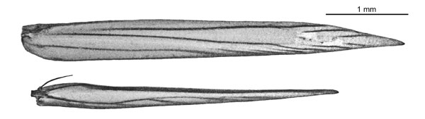 /filer/webapps/moths_gc/media/images/P/pyrochroma_Cuphodes_wing-venation_ANIC.jpg