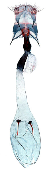/filer/webapps/moths_gc/media/images/P/pyrrhaspis_Caloptilia_GF_Lee-et-Jeun_2022.jpg