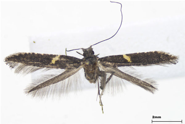 /filer/webapps/moths_gc/media/images/P/pyrrhaspis_Caloptilia_female_Lee-et-Jeun_2022.jpg