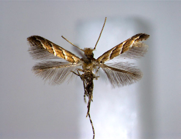 /filer/webapps/moths_gc/media/images/Q/quadrifasciata_Cameraria_PT_EIHU.jpg