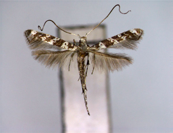 /filer/webapps/moths_gc/media/images/Q/quadrifasciata_Gibboval_A_EIHU.jpg