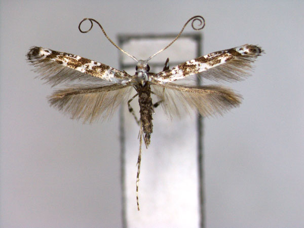 /filer/webapps/moths_gc/media/images/Q/quadrifasciata_Gibbovalva_A_2_EIHU.jpg