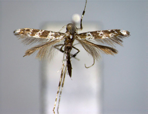 /filer/webapps/moths_gc/media/images/Q/quadrifasciata_Gibbovalva_A_3.EIHU.jpg
