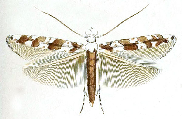 /filer/webapps/moths_gc/media/images/Q/quadrifasciata_Gracillaria_HT_Stainton_10-5.jpg