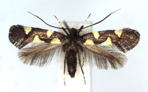 /filer/webapps/moths_gc/media/images/Q/quadrisignella_Calybites_A_WJDP.jpg