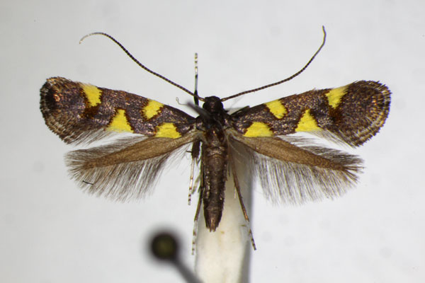 /filer/webapps/moths_gc/media/images/Q/quadrisignella_Calybites_A_ZSM_2.jpg