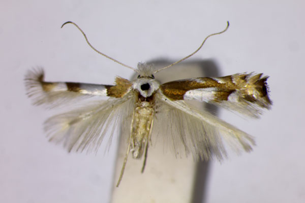 /filer/webapps/moths_gc/media/images/Q/quercetorum_Phyllonorycter_ST_BMNH.jpg