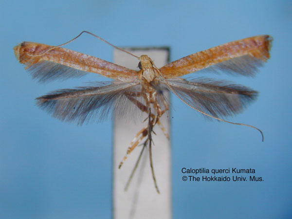 /filer/webapps/moths_gc/media/images/Q/querci_Caloptilia_HT_EIHU.jpg