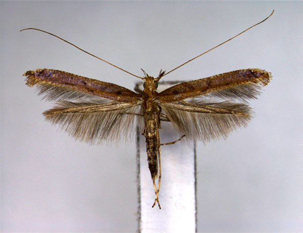 /filer/webapps/moths_gc/media/images/Q/querci_Caloptlia_PT_EIHU.jpg