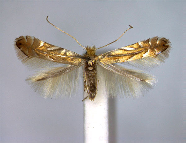 /filer/webapps/moths_gc/media/images/Q/quercifoliella_Phyllonorycter_A_EIHU.jpg