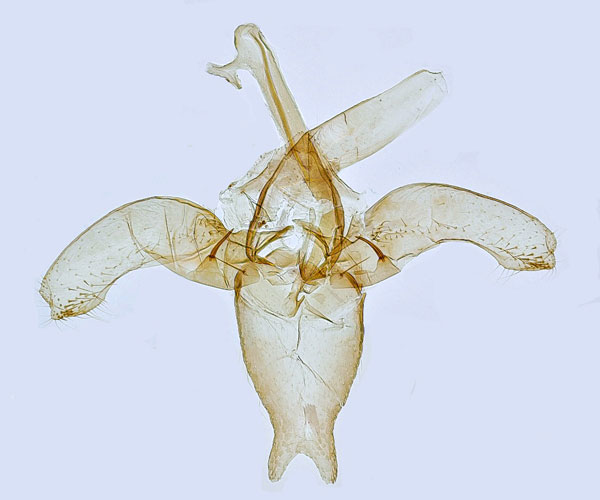 /filer/webapps/moths_gc/media/images/Q/quercifoliella_Phyllonorycter_GM_Hall.jpg
