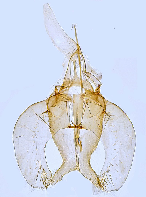 /filer/webapps/moths_gc/media/images/Q/quercifoliella_Phyllonorycter_GM_Hall_2.jpg