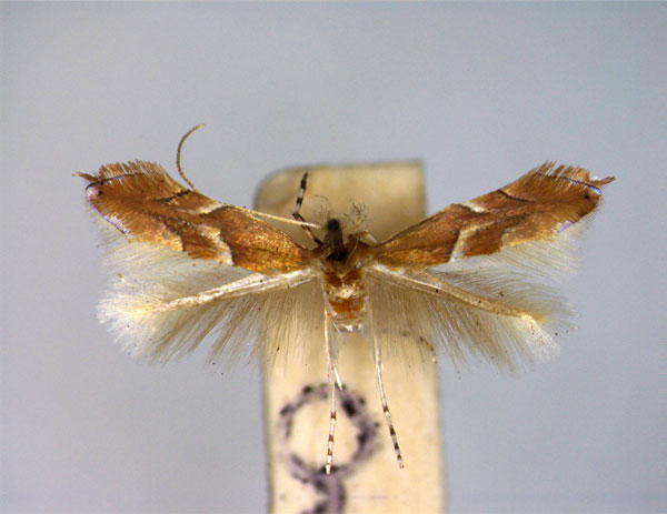 /filer/webapps/moths_gc/media/images/Q/quercus_Phyllonorycter_PT_EIHU.jpg