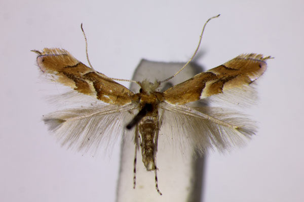 /filer/webapps/moths_gc/media/images/Q/quercus_Phyllonorycter_ST_BMNH.jpg