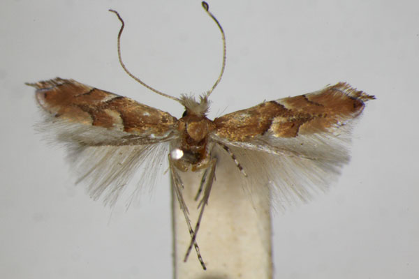 /filer/webapps/moths_gc/media/images/Q/quercus_Phyllonorycter_ST_ZSM.jpg