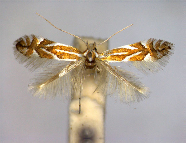 /filer/webapps/moths_gc/media/images/Q/quinnata_Phyllonorycter_A_EIHU.jpg