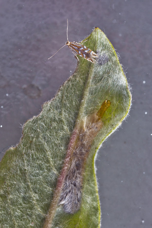/filer/webapps/moths_gc/media/images/Q/quinqueguttella_Phyllonorycter_A_Henderickx_01.jpg