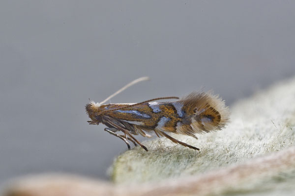 /filer/webapps/moths_gc/media/images/Q/quinqueguttella_Phyllonorycter_A_Henderickx_03.jpg