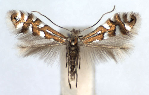 /filer/webapps/moths_gc/media/images/Q/quinqueguttella_Phyllonorycter_A_WJDP.jpg