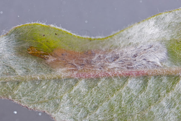 /filer/webapps/moths_gc/media/images/Q/quinqueguttella_Phyllonorycter_M_Henderickx.jpg