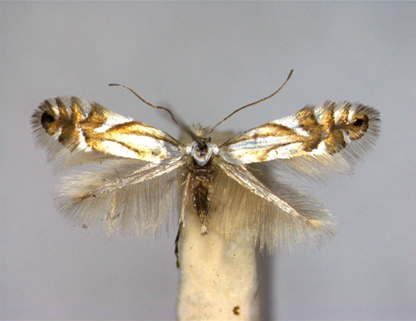 /filer/webapps/moths_gc/media/images/R/rajella_Phyllonorycter_A_EIHU.jpg