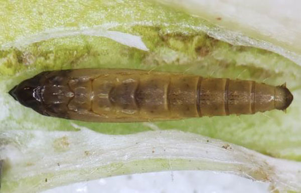 /filer/webapps/moths_gc/media/images/R/ramulicola_Phyllocnistis_pupa_Kirichenko-etal_2023_17c.jpg