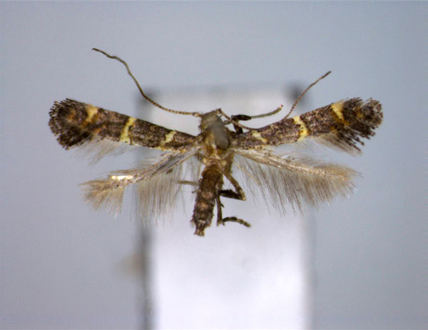 /filer/webapps/moths_gc/media/images/R/raychaudhurii_Ectropina_PT_EIHU.jpg