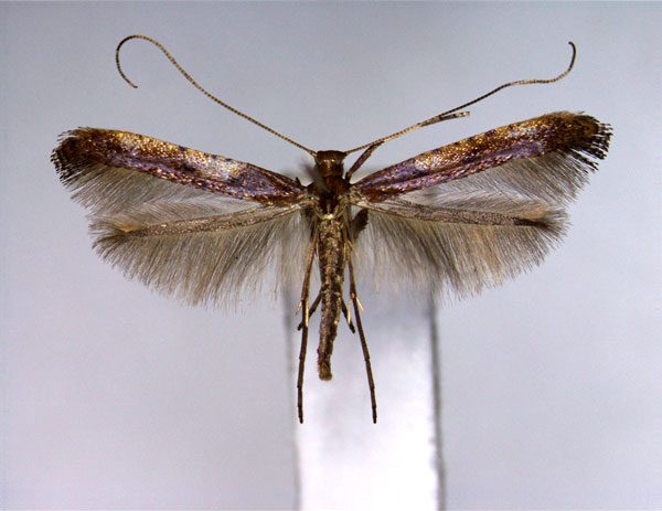 /filer/webapps/moths_gc/media/images/R/recitata_Caloptilia_A_EIHU.jpg