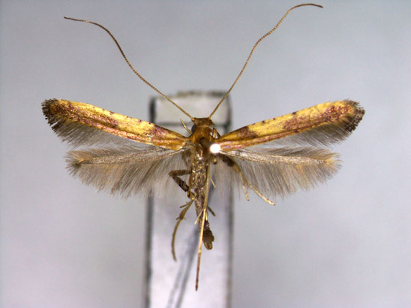 /filer/webapps/moths_gc/media/images/R/recitata_Caloptilia_A_EIHU_.jpg