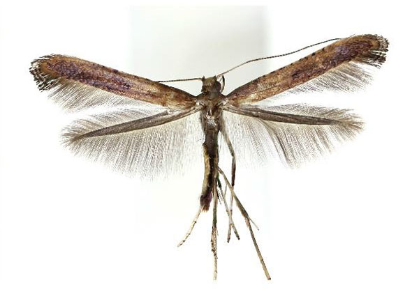 /filer/webapps/moths_gc/media/images/R/recitata_Caloptilia_A_Kim-etal_2022_9.jpg