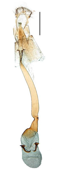 /filer/webapps/moths_gc/media/images/R/recitata_Caloptilia_GF_Kim-etal_2022_8.jpg