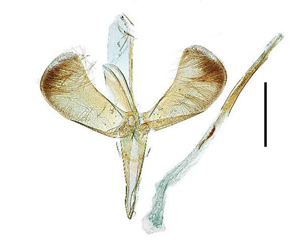 /filer/webapps/moths_gc/media/images/R/recitata_Caloptilia_GM_Kim-etal_2022_4.jpg